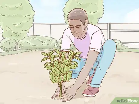 Image titled Grow Ruscus Step 3