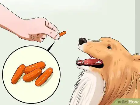 Image titled Care for Shelties Step 10