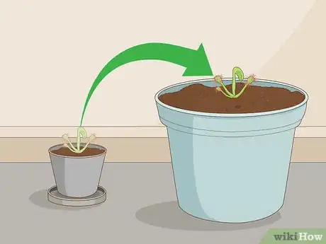 Image titled Grow Sundews Step 20