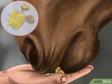 Image titled Heal a Cut on a Horse Step 12