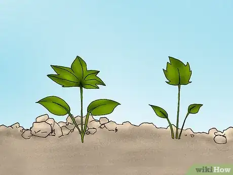 Image titled Grow Deadly Monkshood Step 4