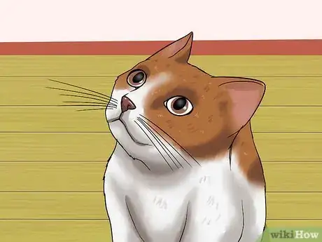 Image titled Diagnose Feline Glaucoma Step 4