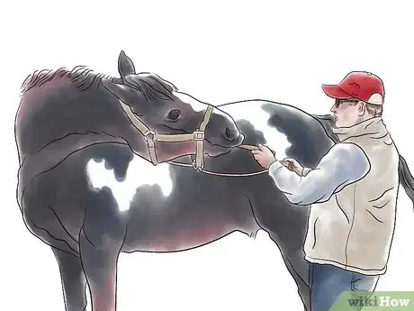 Image titled Stretch a Horse Step 4