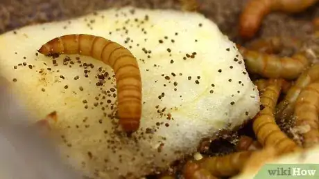 Image titled Feed a Leopard Gecko from Your Hand Step 9