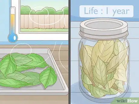 Image titled Harvest Bay Leaves Step 5