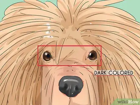 Image titled Identify a Puli Step 3