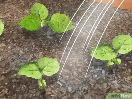 Image titled Use Vermiculite in a Container Garden Step 9