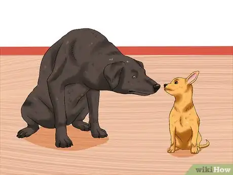 Image titled Deal with Having a Visually Impaired Dog Step 13