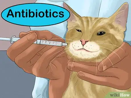 Image titled Diagnose and Treat Flea Allergies in Cats Step 10