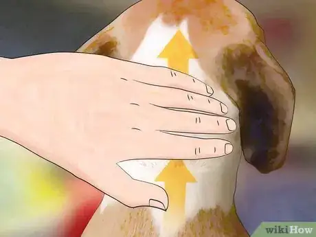 Image titled Identify Canine Tick Problems Step 11