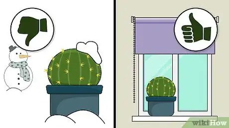 Image titled Grow Golden Barrel Cactus Step 8