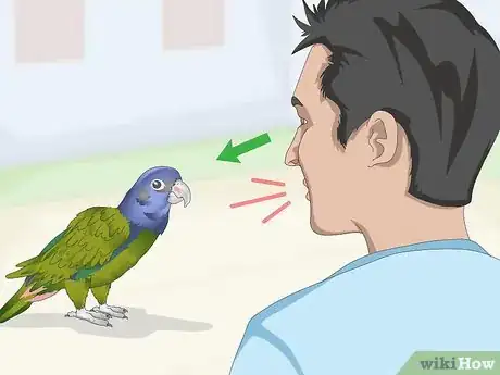 Image titled Teach a Pionus Parrot to Speak Step 1