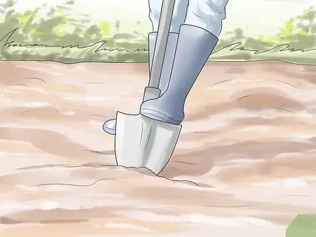 Image titled Grow Tulips Step 4