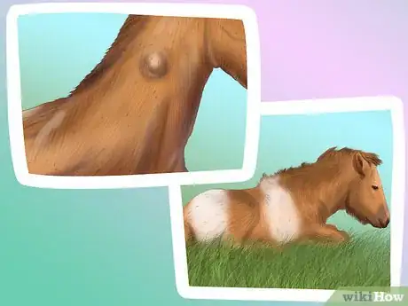 Image titled Vaccinate Newborn Foals Step 12