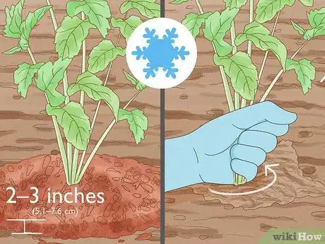 Image titled Harvest Parsnips Step 5