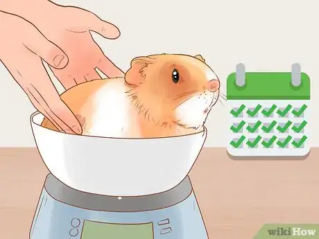 Image titled Neuter Your Guinea Pig Step 21