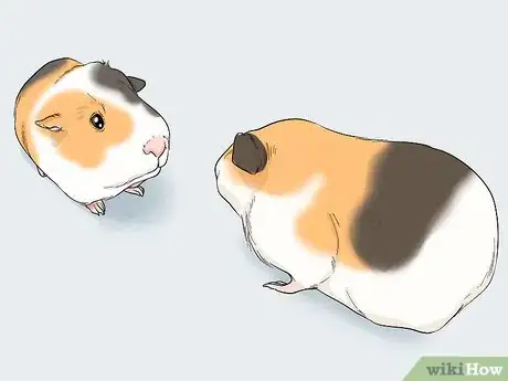 Image titled Avoid Scaring Your Guinea Pig Step 10