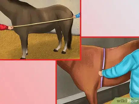 Image titled Maintain Healthy Weight for a Horse Step 2