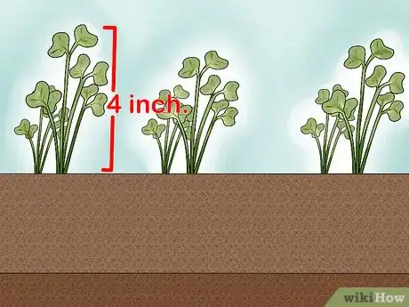 Image titled Plant Cabbage Step 5