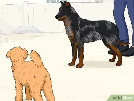 Image titled Identify a Beauceron Step 11