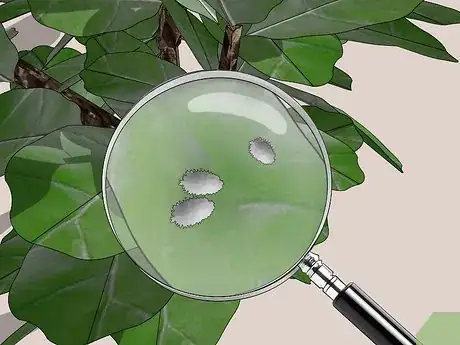 Image titled Care for a Fiddle Leaf Fig Step 9