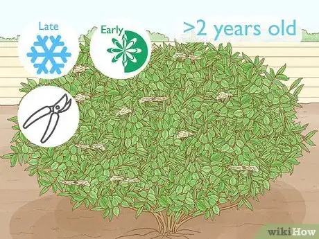 Image titled Prune Elderberries Step 1