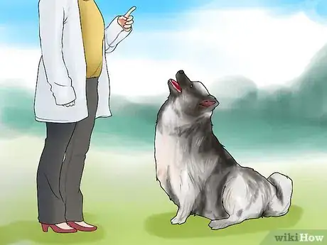 Image titled Identify a Keeshond Step 11