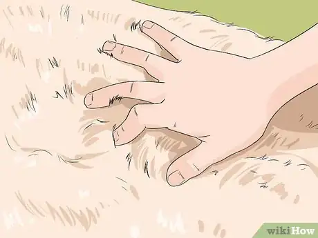 Image titled Identify an Irish Setter Step 1