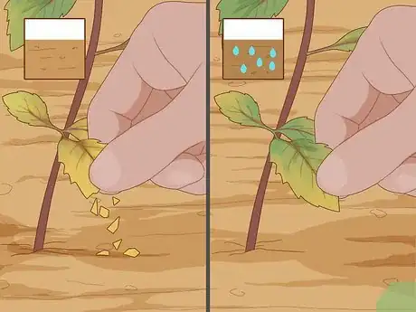 Image titled Water Herbs Step 2