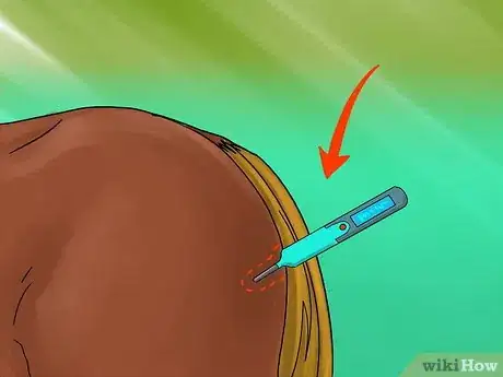 Image titled Take a Horse's Vital Signs Step 5