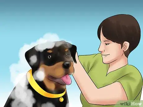 Image titled Know if You Can Care for a Rottweiler Step 13