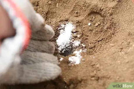 Image titled Grow a Rose Bush from a Single Stem or Cutting Step 2