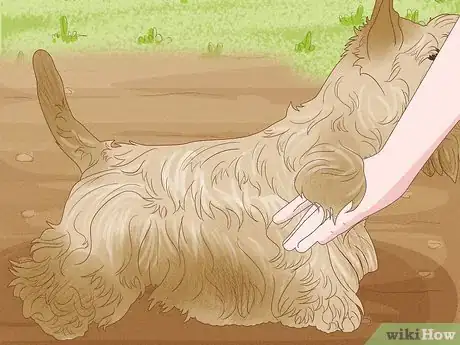 Image titled Identify a Scottish Terrier Step 9