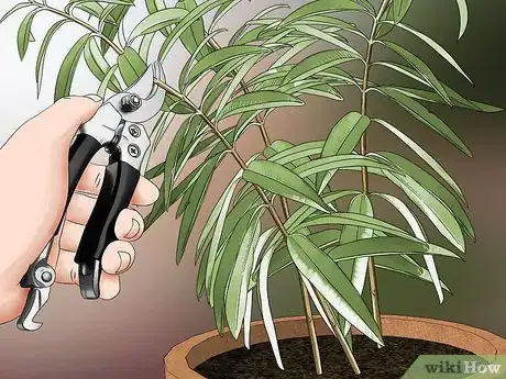 Image titled Grow Lemon Verbena Step 9