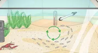 Determine Which Breed of Corydoras is Best for Your Aquarium