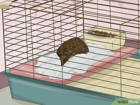 Image titled Tame a Hedgehog Step 3