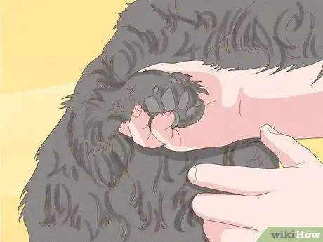 Image titled Identify a Scottish Terrier Step 6