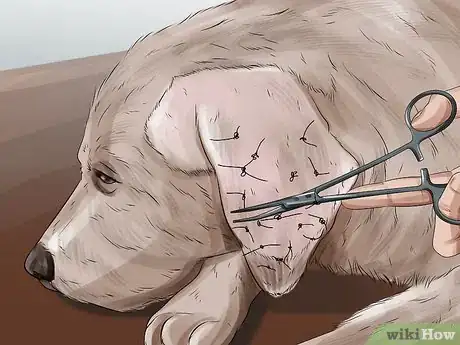 Image titled Treat Aural Hematomas in Dogs Step 12