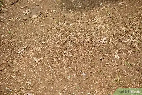 Image titled Grow Elephant Ear Plants Step 2