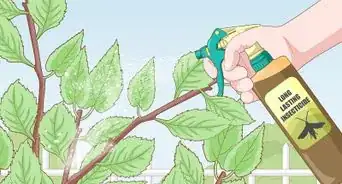 Deal with Cherry Tree Pests