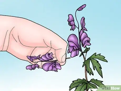 Image titled Grow Deadly Monkshood Step 9