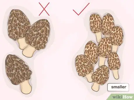 Image titled Cook with Morels Step 2