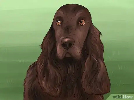 Image titled Identify a Field Spaniel Step 5