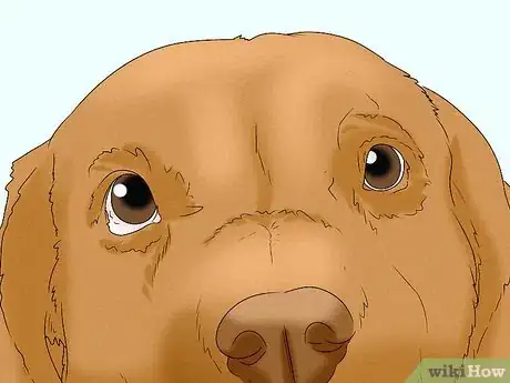 Image titled Identify a Chesapeake Bay Retriever Step 3