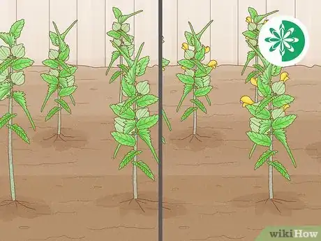 Image titled Sow Yellow Rattle Step 10