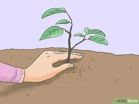 Image titled Protect Your Cherry Trees from Birds Step 11