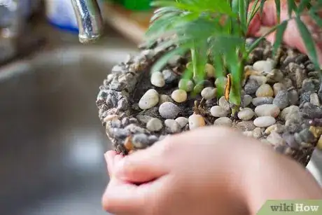 Image titled Clean Your Indoor Houseplants Step 1Bullet1