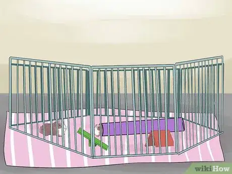 Image titled Introduce Your Guinea Pig to Floor Time Step 11