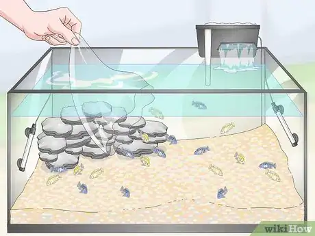 Image titled Care for Mbuna Cichlids Step 9