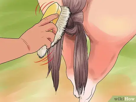 Image titled Groom a Miniature Horse for Show Step 17